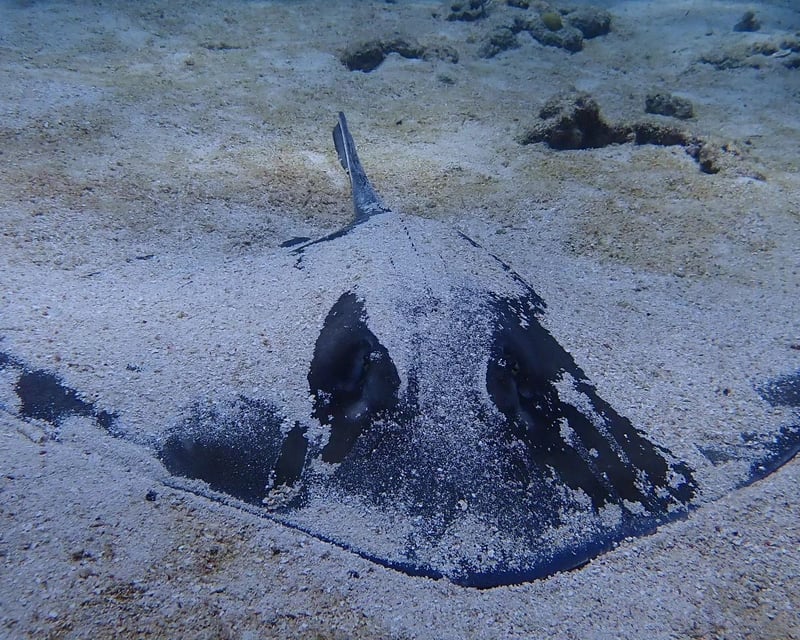 3-Trip Scuba Dive Package in Key Largo