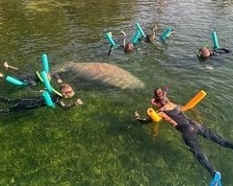 Manatee Swim Tour in Crystal River