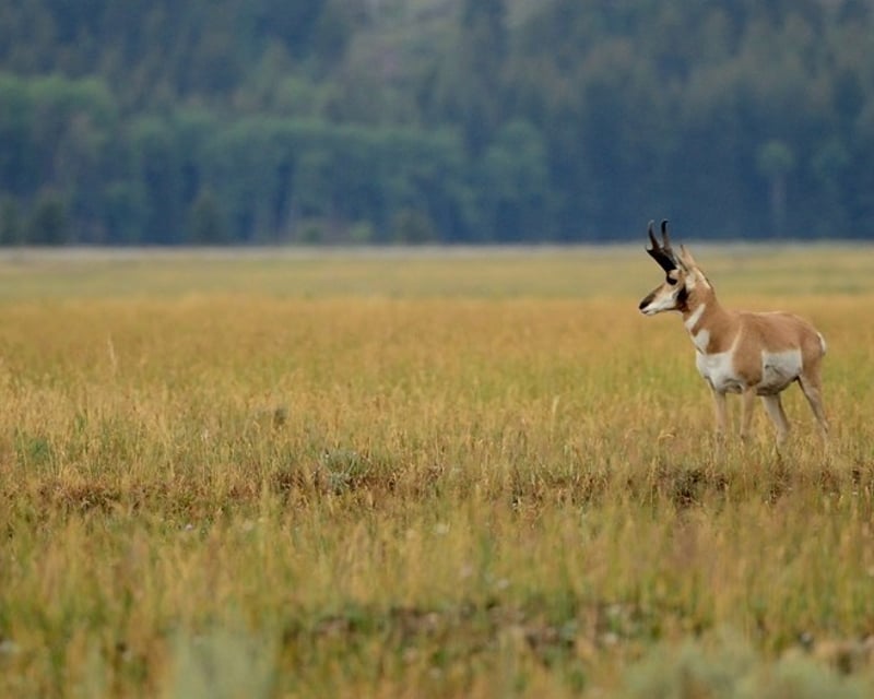 Private Dusk Wildlife Tour in Grand Teton National Park
