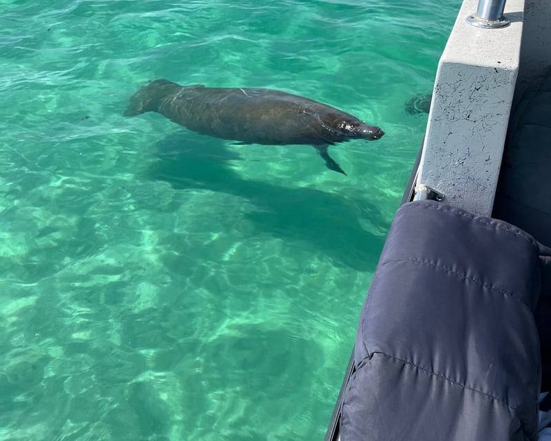 Private Dolphin Tour & Sandbar Swim on Anna Maria Island
