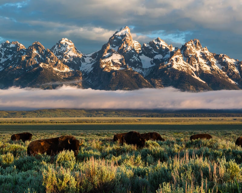 Explore Grand Teton Sunrise Wildlife Safari