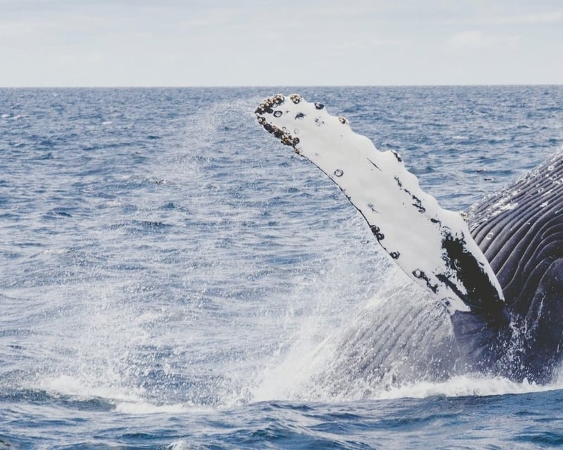 Cape Cod 9-Hour Guided Tour