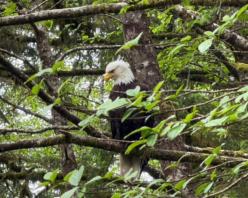 Private 3-Hour Sitka Sightseeing Tour