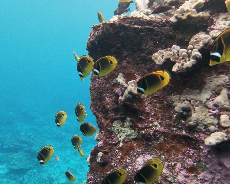 6-Hour Fishing & Snorkeling Charter in Kailua-Kona