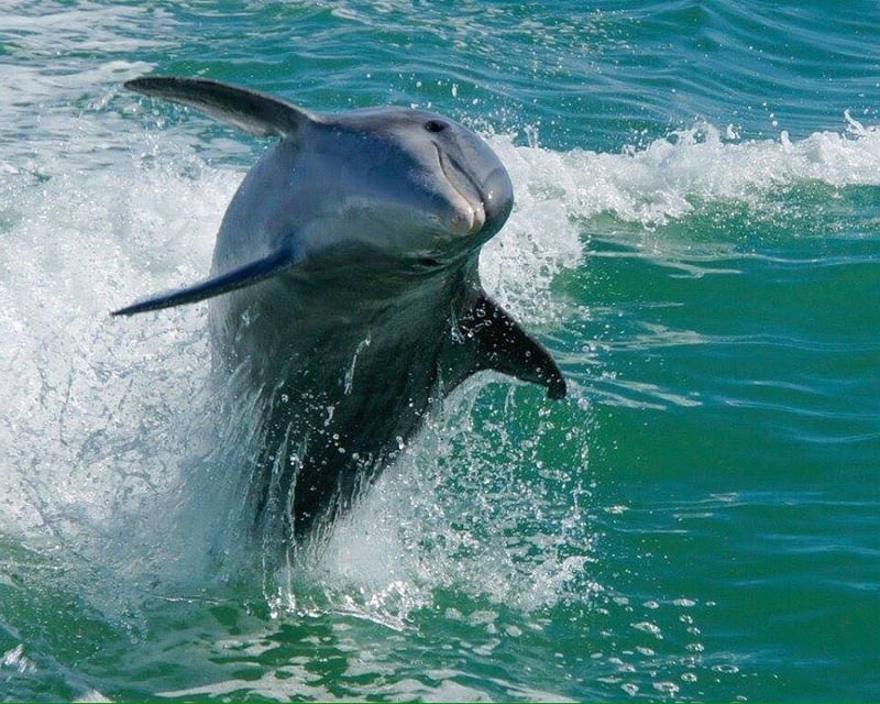 Egmont Key Snorkeling & Dolphin Cruise from Madeira Beach