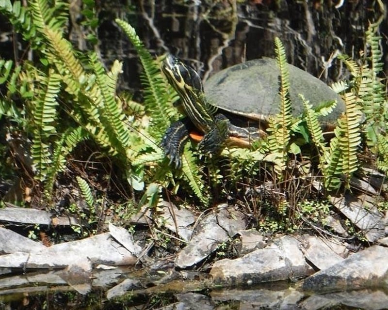3-Hour Guided Kayak Tour in Everglades National Park