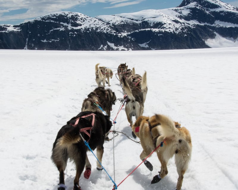 Juneau Glacier Dog Sledding Tour
