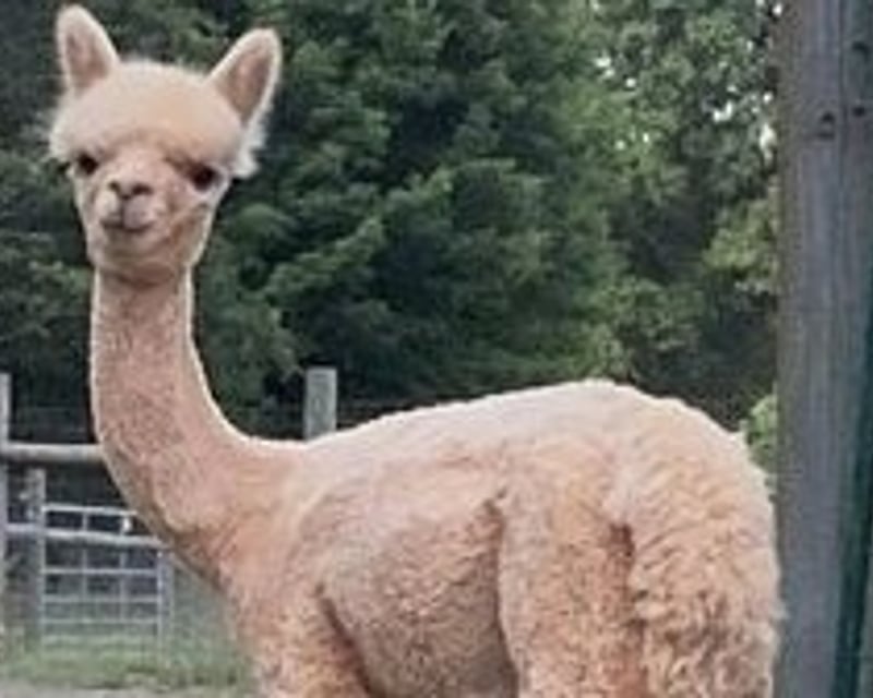 Private Alpaca Farm Tour & Trail Walk in Palmyra, VA