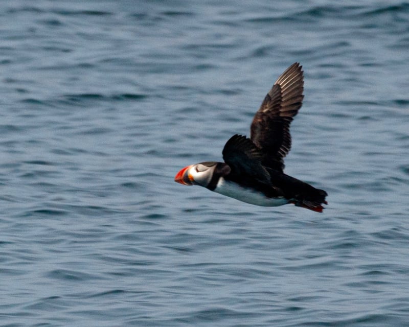 Puffin Boat Trip and Birding in Acadia National Park