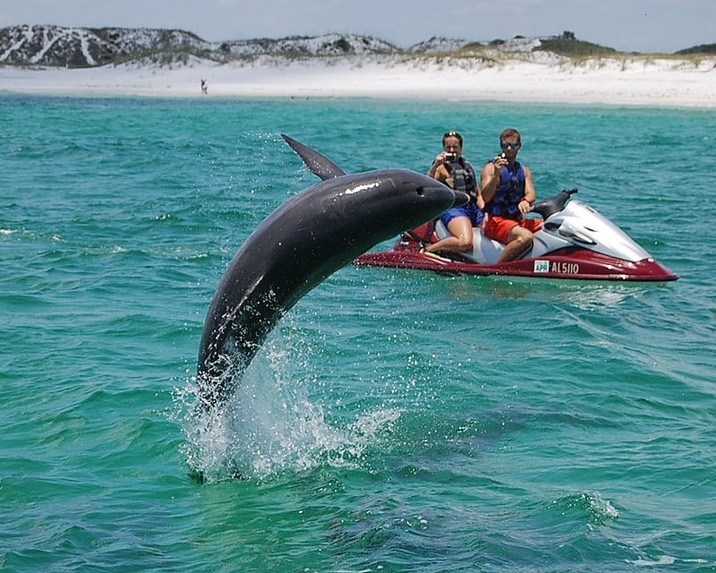 Crab Island Dolphin Jet Ski Tour from Fort Walton Beach