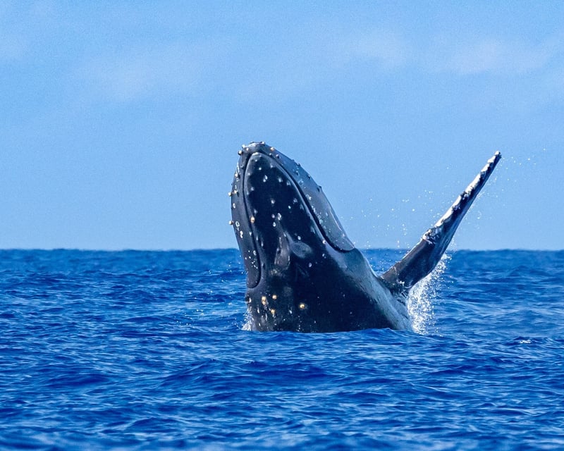 Waikiki Whale Watching Cruise
