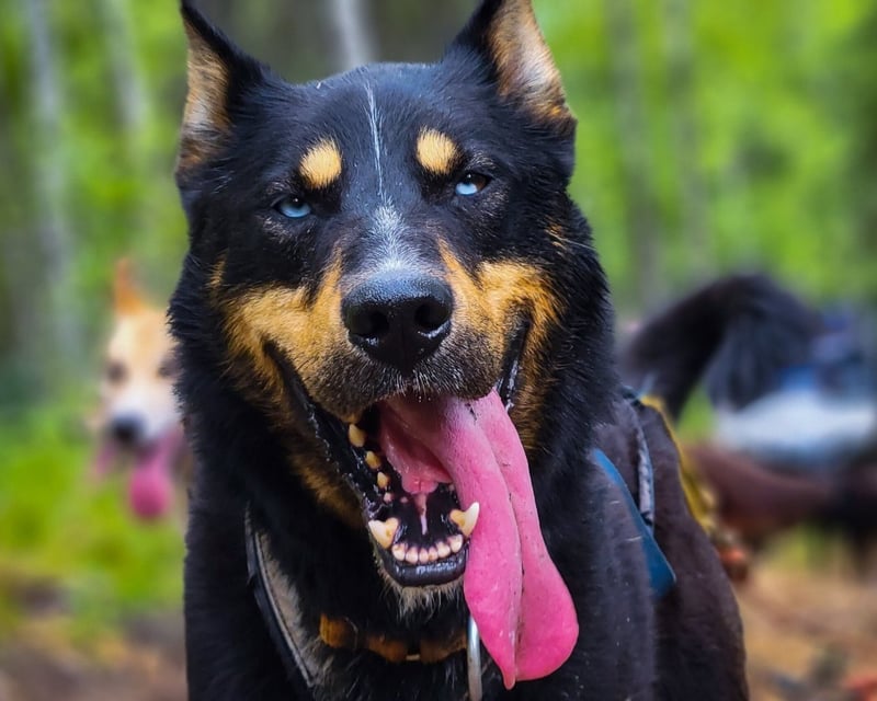 2-Hour Summer Dog Sled Tour In Willow