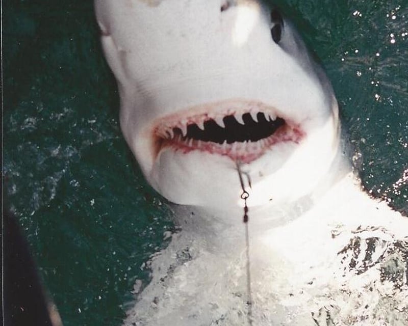Private Shark Fishing Charter in Longport, NJ
