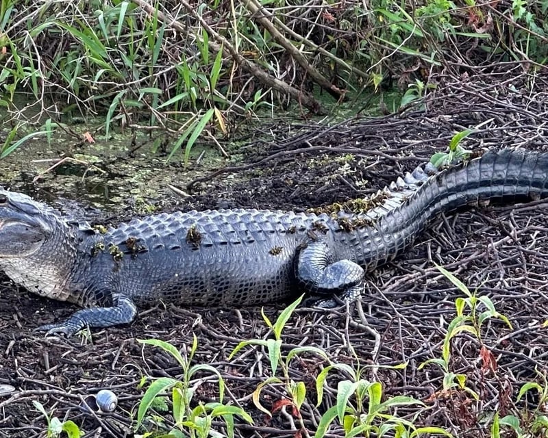 2-Hour Central Florida Swamp Airboat Tour