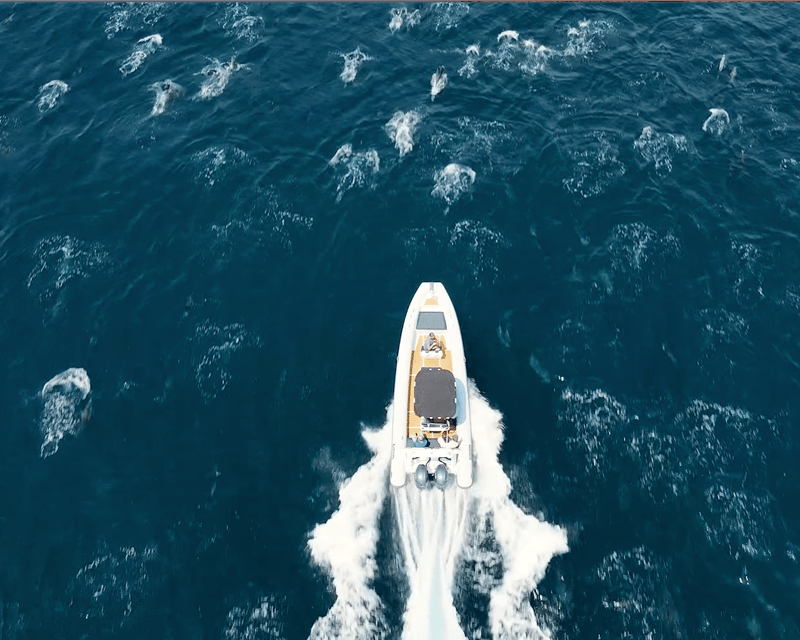 Private Dolphin & Whale Watching Charter in Long Beach