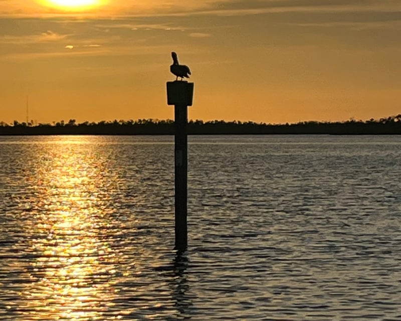 Fort Myers Beach Sunrise Dolphin Cruise
