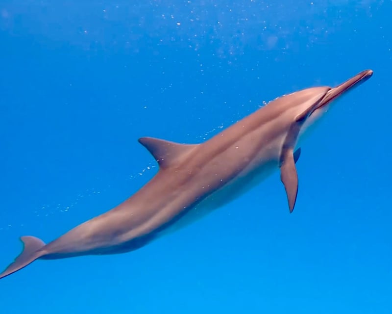 Kohala Coast Dolphin Viewing Snorkel Cruise