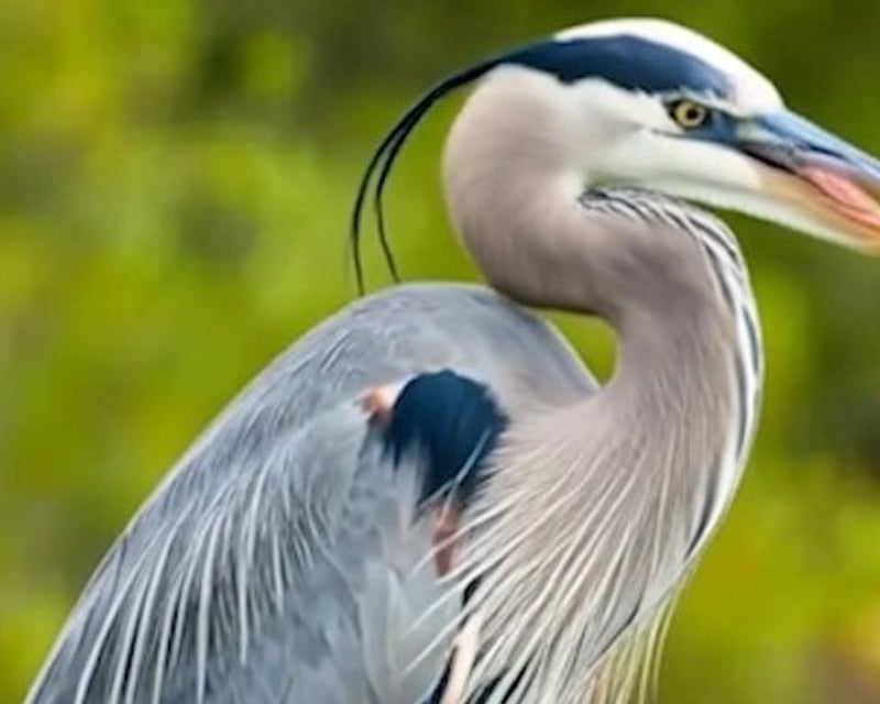 1-Hour 45-Minute Guided Birding Tour in New Orleans
