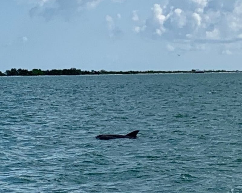 Private Island & Sandbar Boat Cruise in Palm Harbor