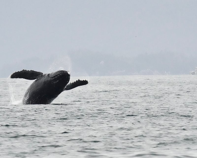 2-Hour Sitka Sound Wildlife Cruise