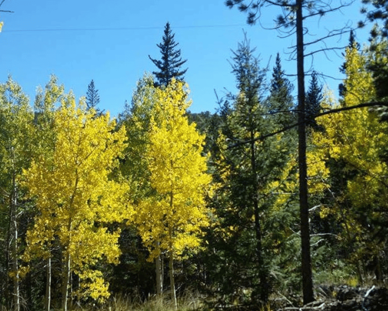 Private Full-Day Breckenridge Mountain Tour From Denver