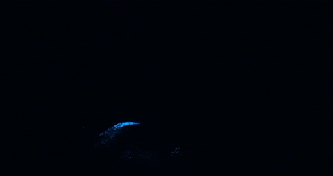 Bioluminescence Kayak Tour on Tomales Bay