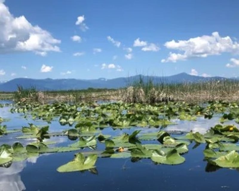 Bird Watching Kayak Tour in Wood River Wetlands
