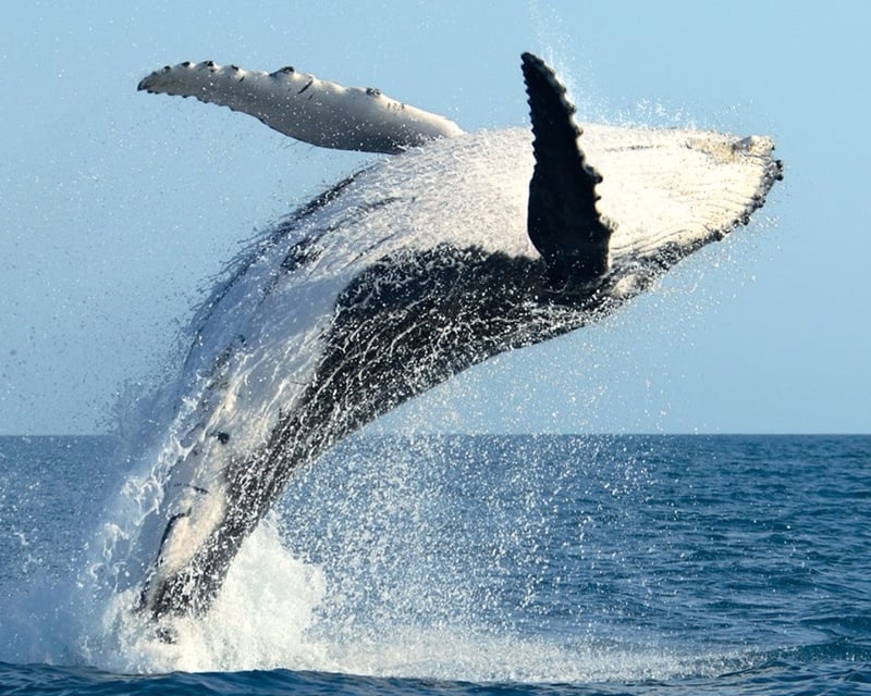 Sunrise Whale Encounter with Hot Breakfast at Sea