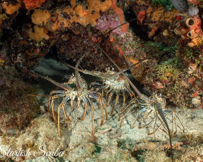 Boynton Beach Mini-Season Lobster Dive