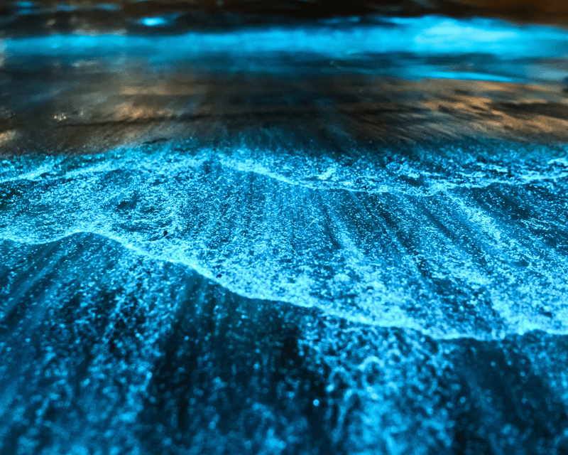 Bioluminescent Kayak & Paddleboard Tour in Merritt Island