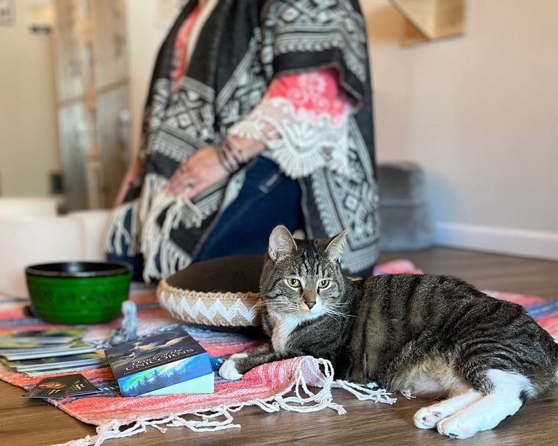 Sound Bath & Cat Cuddling in Bowling Green, OH