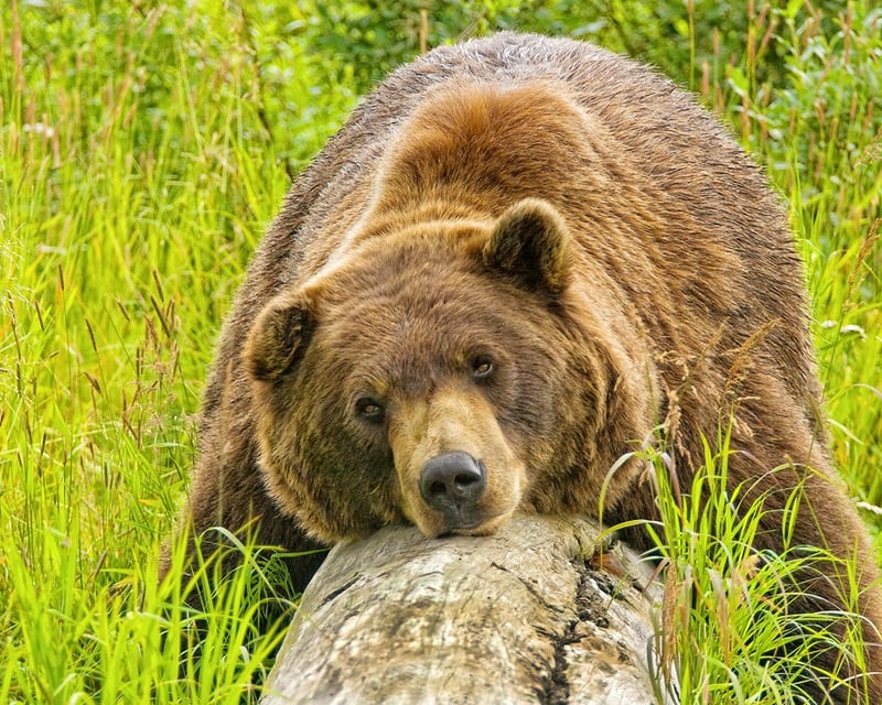 Tour Alaska Wildlife Conservation Center & Glacier Cruise