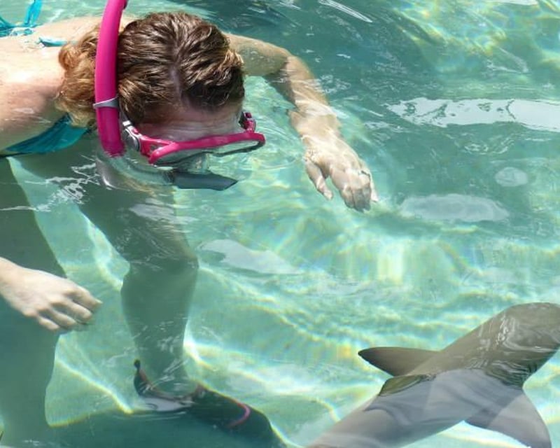 Juvenile Shark Encounter at Coral World Ocean Park