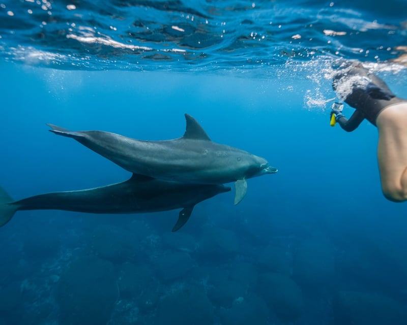 Wild Dolphin Swim in Waianae
