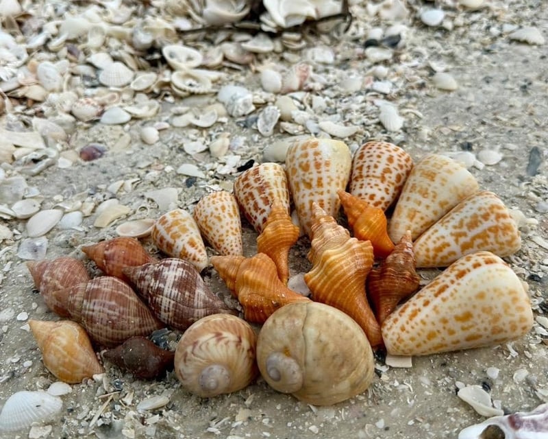 6-Hour Ten Thousand Islands Guided Shelling Tour