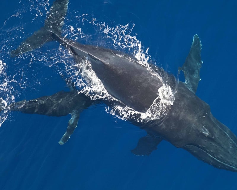 Whale Watching Photography Charter in Maui