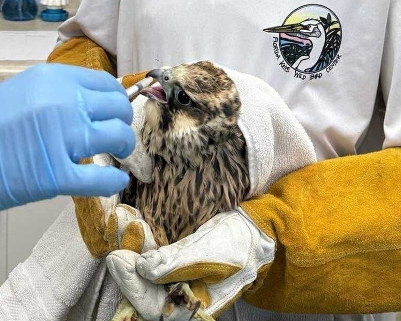 Behind-the-Scenes Bird Hospital Tour in Tavernier