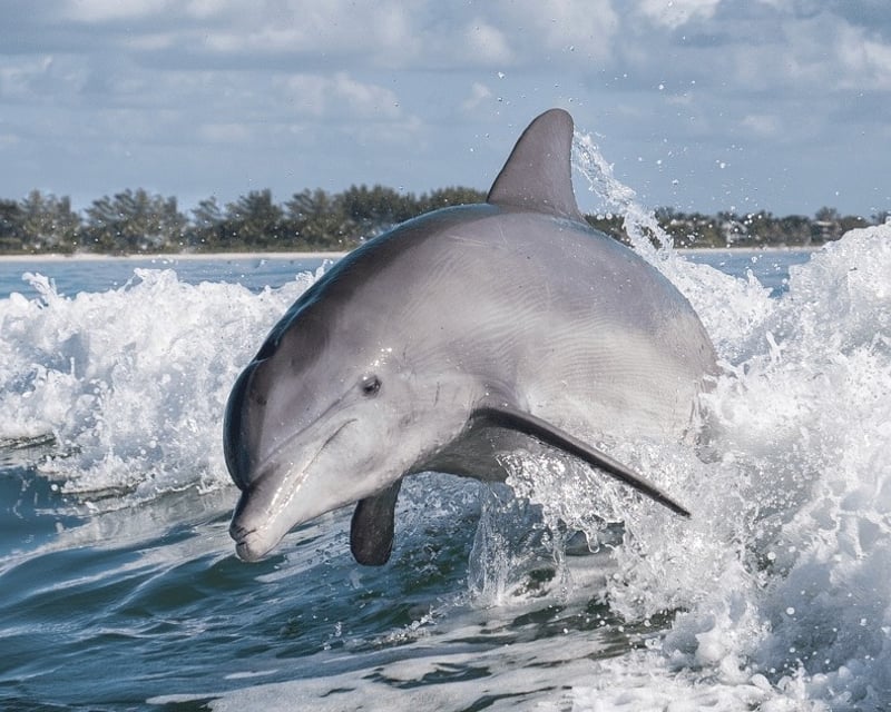 Bonita Springs Dolphin Tour