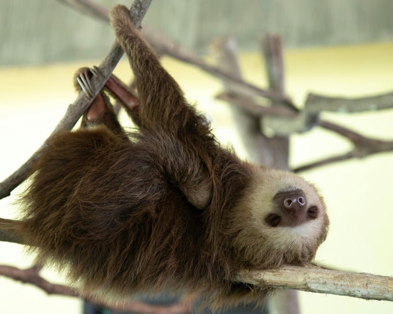 Two-Toed Sloth Encounter at Mitchell's Petting Zoo