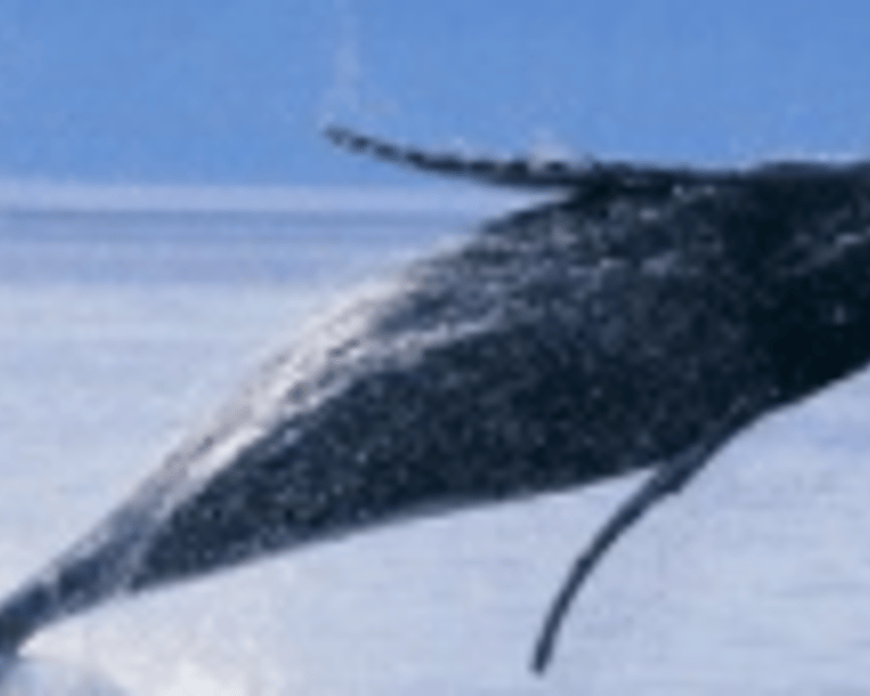 9-Hour Whale Watching Tour From Anaheim