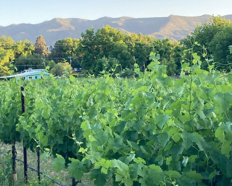 Verde River Kayak & Wine Tasting