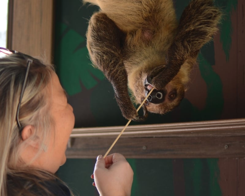 Two-Toed Sloth Encounter at Catoctin Wildlife Preserve