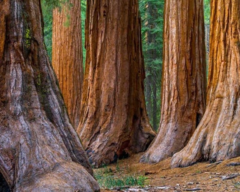 Armstrong Redwoods & Bodega Bay Day Trip from San Francisco