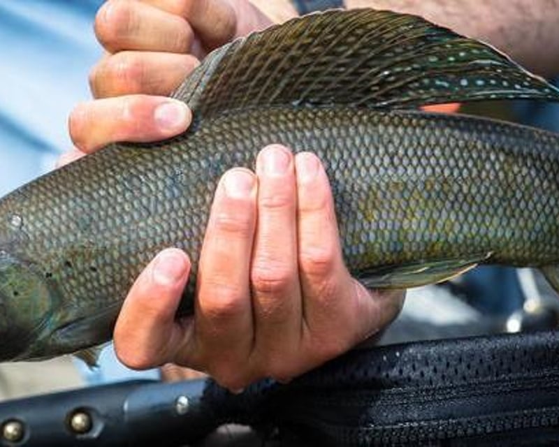 Guided Arctic Grayling Fishing Trip in Denali