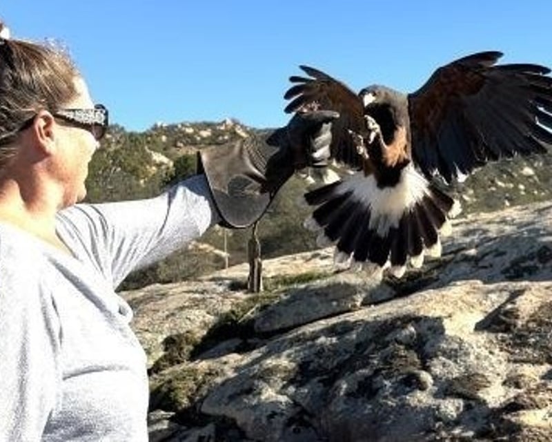 Escondido Guided Hawk Falconry Experience