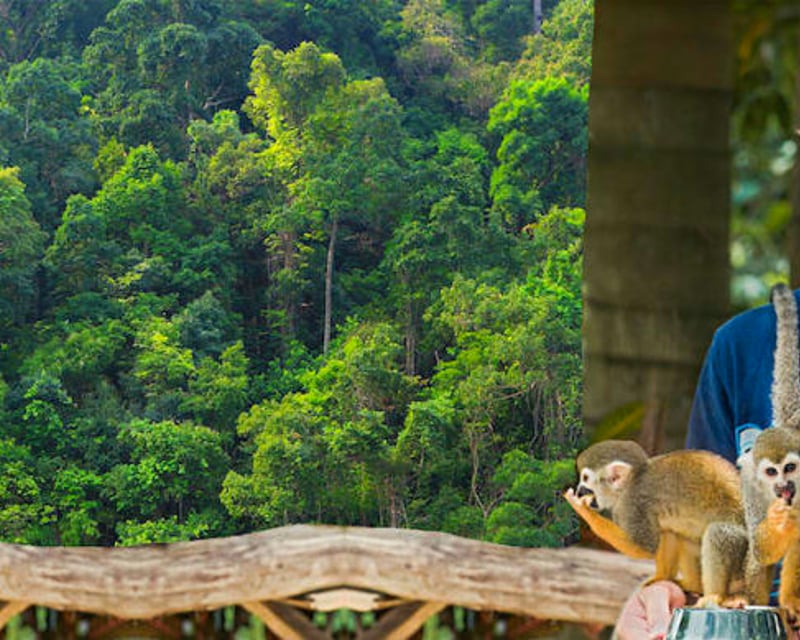 Monkeyland Squirrel Monkey Tour from La Romana & Bayahibe