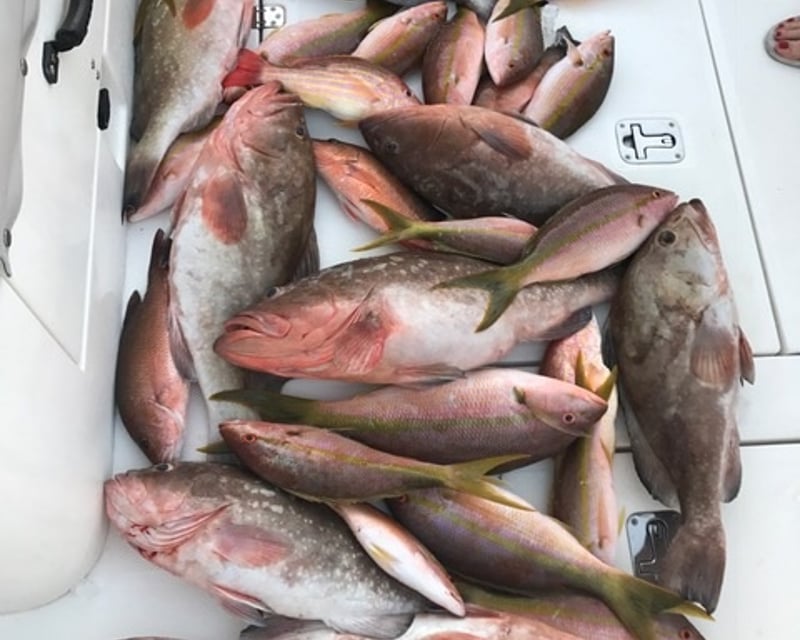 Private Full-Day Offshore Fishing Charter in Madeira Beach
