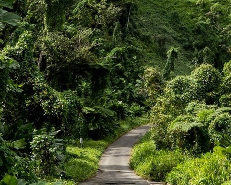El Yunque Rainforest Waterfall & Observation Tower Tour