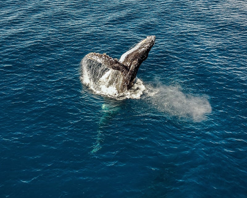 Private Whale Watching Tour by Panga Boat in Cabo