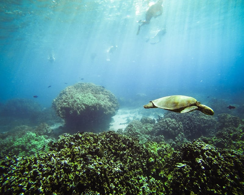 Beginner-Friendly Snorkel Tour in Kailua-Kona